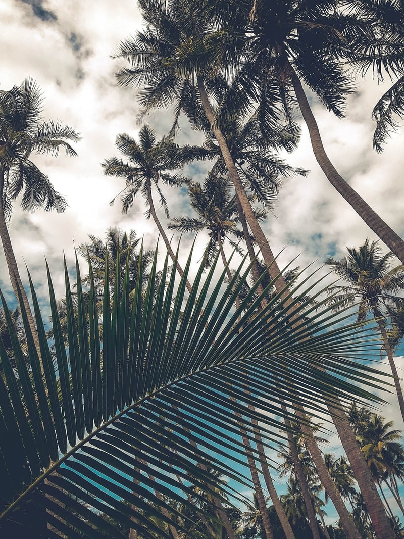 Coconut Milk